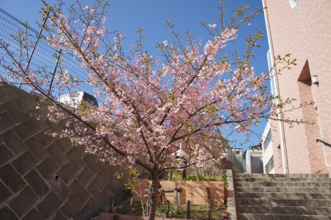 すこやかの桜が咲きました！