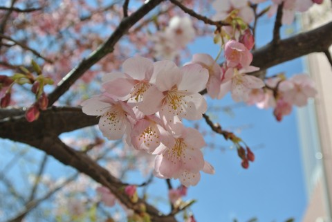 すこやか桜が満開ですよ！